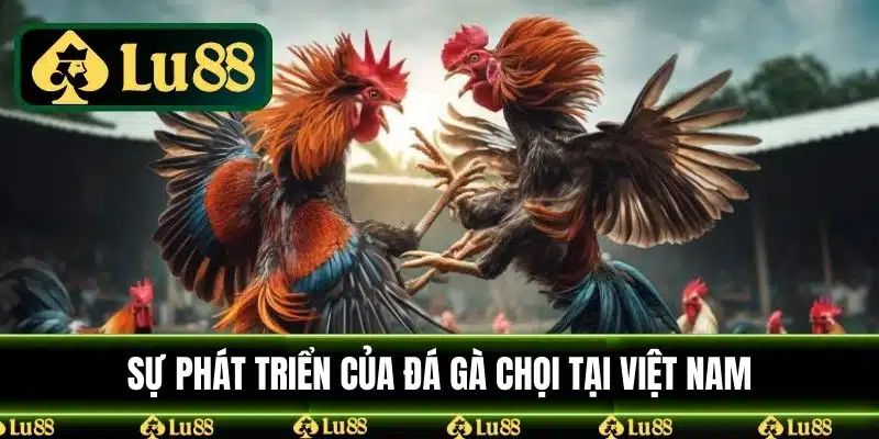 Sự phát triển của đá gà chọi tại Việt Nam