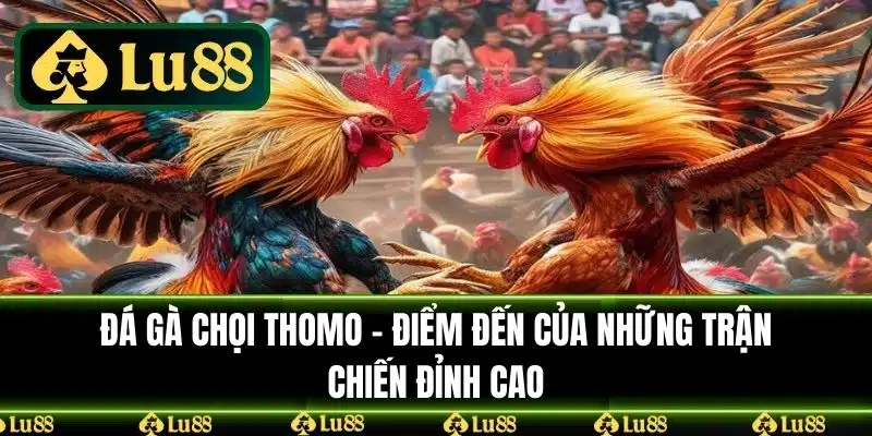 Đá gà chọi Thomo - Điểm đến của những trận chiến đỉnh cao