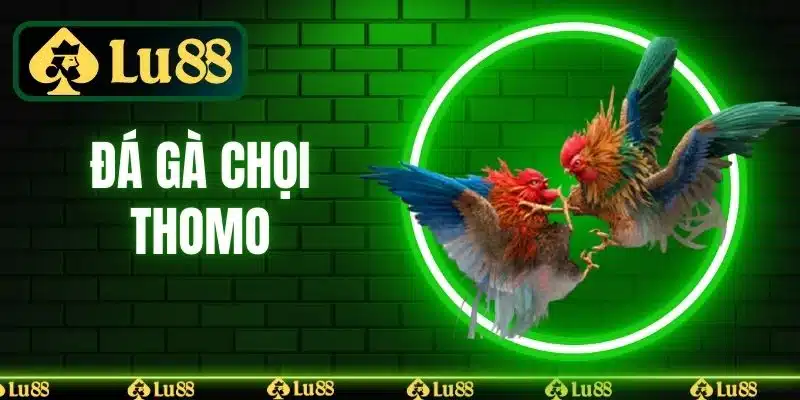 Đá Gà Chọi Thomo - Nơi Giao Thoa Các Chiến Kê Xuất Sắc